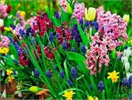 Прочие луковичные и корневища