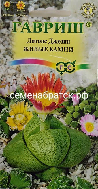 Цветы Литопс Живые Камни (Гавриш) РТ-00000627 - фото 356578