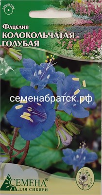 Цветы Фацелия Колокольчатая голубая (СдС Красноярск) РТ-00004624 - фото 500782