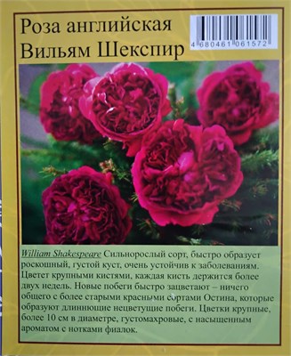 Роза Вильям Шекспир английская (СдС) РТ-00005748 - фото 501075