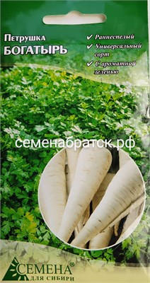 Петрушка корневая Богатырь (CдС Красноярск) РТ-00005818 - фото 501359