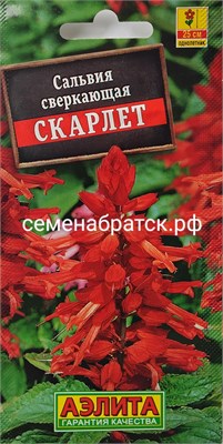 Цветы Сальвия сверкающая Скарлет (Аэлита) РТ-00002054 - фото 501484
