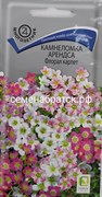 Цветы Камнеломка Арендса Флорал карпет (Поиск) К1-00000302