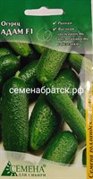 Огурец Адам F1 (СдС Красноярск) ЯН-00000668