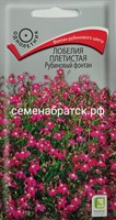 Цветы Лобелия Рубиновый фонтан плетистая (Поиск) РТ-00005298