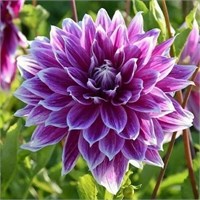 Цветы клубни Георгина Прайм 18 РТ-00005807