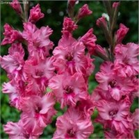 Гладиолусы Кингстон фриззл (СдС) РТ-00005799