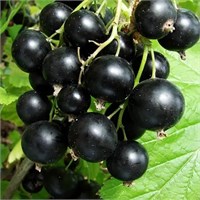 Саженцы Смородина Черная (Изюмная) РТ-00004702
