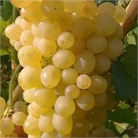 Саженцы Виноград Алешенькин РТ-00005839