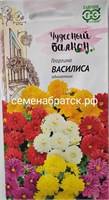 Цветы Георгина Василиса (Гавриш) РТ-00001976