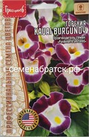 Цветы Торения Каваи Бургунди  (Редкие) РТ-00005856