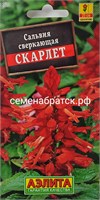 Цветы Сальвия сверкающая Скарлет (Аэлита) РТ-00002054