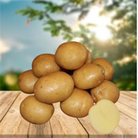 Картофель семенной Колобок сетка 5кг К1-00000379